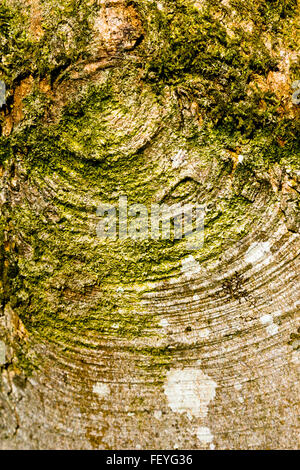 Mousse verte qui poussent sur l'écorce d'un tronc d'arbre à Westonbirt Arboretum, Gloucestershire, England, UK Banque D'Images