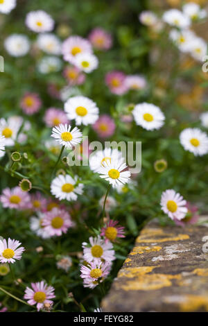 L'Erigeron karvinskianus. Fleabane fleurs. Banque D'Images