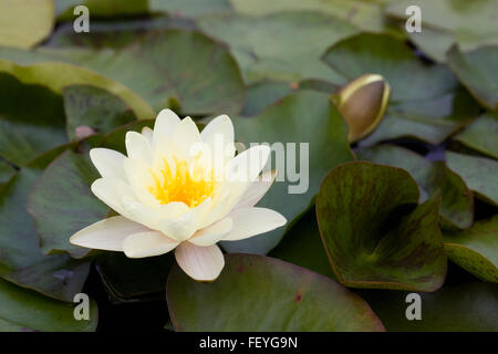 Nymphaea. Nénuphar jaune fleurs. Banque D'Images