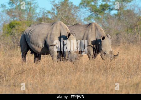 Les rhinocéros blanc rhinocéros ou Square-labiés (Ceratotherium simum),deux mâles adultes,pâturage Parc National Kruger, Afrique du Sud Banque D'Images