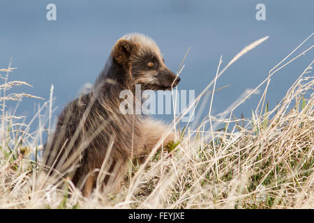 Le renard arctique bleu commandants assis près du terrier parmi l'herbe sèche jour de printemps venteux Banque D'Images