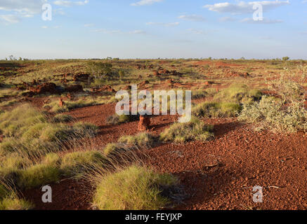 Connu en Australie comme à l'intérieur des terres en petites touffes de spinifex, Triordia sp. s'accrocher à la rocky red paysage à Balgo, Australie occidentale Banque D'Images