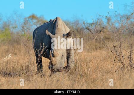 Rhinocéros blanc ou Square-lipped rhinoceros (Ceratotherium simum), homme marcher sur l'herbe sèche, Kruger National Park, Afrique du Sud Banque D'Images