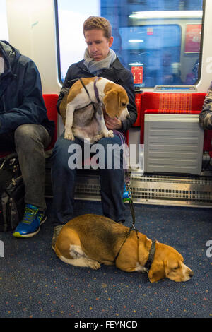 Un homme dans un train avec ses deux Basset Hounds Banque D'Images