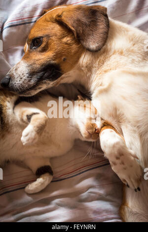 Un chien et chat brun service étreindre d'une sieste Banque D'Images