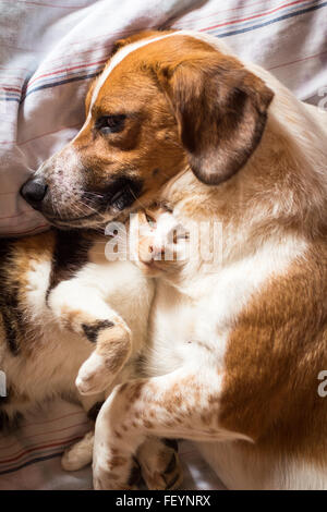 Un chien et chat brun service étreindre d'une sieste Banque D'Images