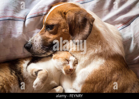 Un chien et chat brun service étreindre d'une sieste Banque D'Images