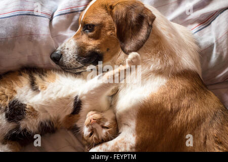 Un chien et chat brun service étreindre d'une sieste Banque D'Images