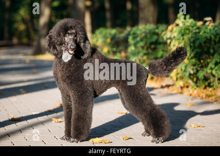 Magnifique jeune chien caniche standard noir Outdoor Banque D'Images