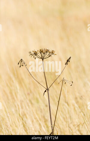 Cow Parsley infructescences Banque D'Images