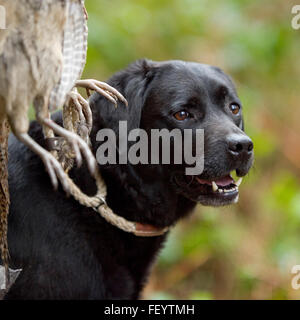 Labrador noir sur un tournage jour Banque D'Images