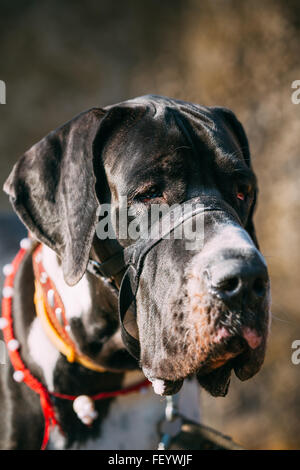 Le Dogue Allemand est une grande race de chien domestique (Canis lupus familiaris) connu pour son énorme corps et grande hauteur. Banque D'Images