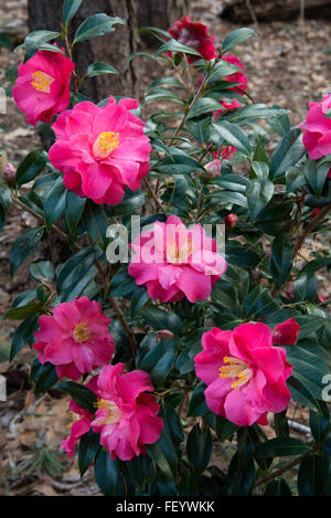 Camellia Coral Delight , C. X, hybride williamsii Banque D'Images