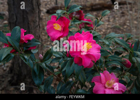 Camellia Coral Delight , C. X, hybride williamsii Banque D'Images