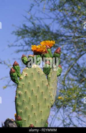 La floraison cactus Opuntia Banque D'Images