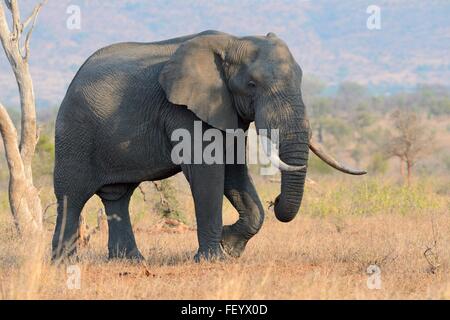 Bush africain elephant (Loxodonta africana), Bull, marcher sur l'herbe sèche, Kruger National Park, Afrique du Sud, l'Afrique Banque D'Images