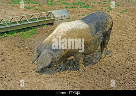 British Saddleback, Cochon Banque D'Images