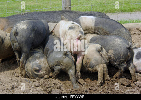 Mixed Race porcelets, Sow est un gros cochon noir Banque D'Images