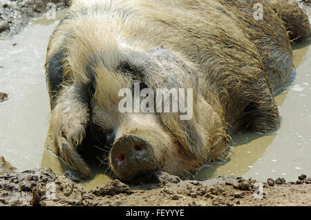 Gloucester Place vieux cochon, dans la boue, l'eau boueuse Banque D'Images