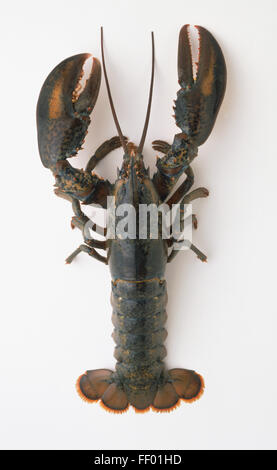 Le homard américain (Homarus americanus), vue d'en haut Banque D'Images