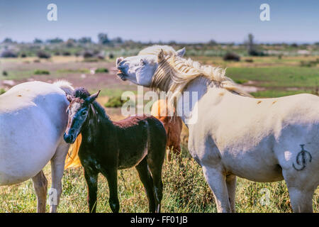 Chevaux blancs avec poulain, Camargue, France, Banque D'Images