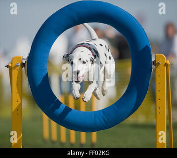 Chien dalmatien sautant hoop en caoutchouc sur les cours d'agilité Banque D'Images