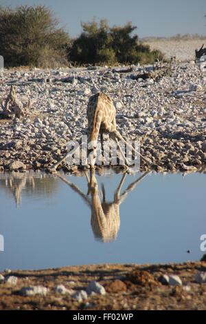 Girafe hilarante se plie à boire à un trou d'eau Banque D'Images
