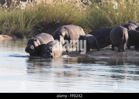 Un groupe d'hippopotames entrez une rivière Banque D'Images