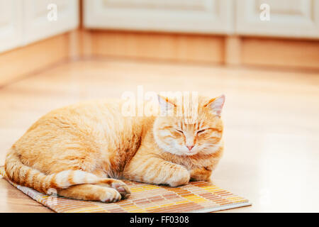 Rouge Orange paisible chat tigré chaton mâle dormir recroquevillé dans son lit sur le sol stratifié. Banque D'Images