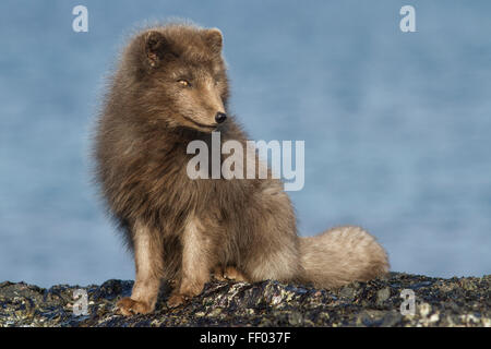 Le commandant renard arctique bleu assis sur la plage, un jour ensoleillé Banque D'Images