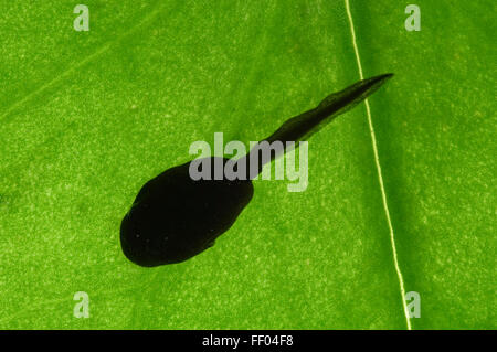 European common frog (Rana temporaria) tadpole sur leaf in pond Banque D'Images