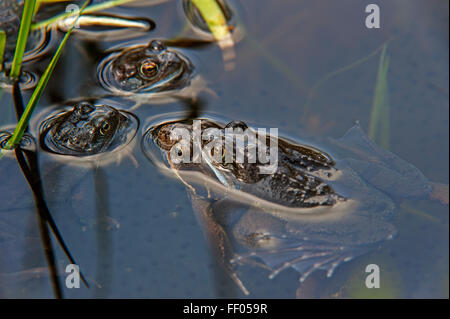 Brun commun européen les grenouilles (Rana temporaria) paire en amplexus flottant dans l'étang entre spawn grenouille Banque D'Images