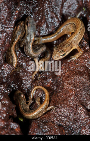 Les adultes et les juvéniles de tritons lisse / common newt (Lissotriton vulgaris) l'hibernation dans les crevasses du bois pourri humide du tronc de l'arbre Banque D'Images