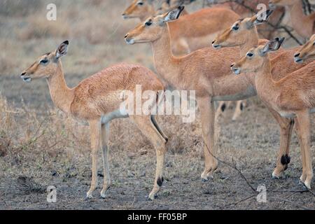 Groupe d'impalas (Aepyceros melampus), debout dans heavy rain, Kruger National Park, Afrique du Sud, l'Afrique Banque D'Images