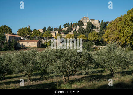 Oliviers, Parc Naturel Régional du Luberon, Ansouis, , France, Vaucluse, Banque D'Images