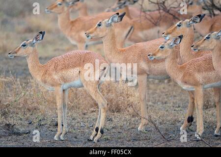 Groupe d'impalas (Aepyceros melampus), debout dans heavy rain, Kruger National Park, Afrique du Sud, l'Afrique Banque D'Images