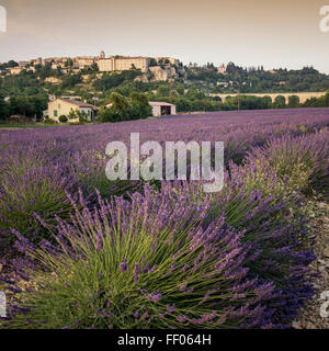 Champ de lavande , Village Sault, Alpes-de-Haute-Provence, paysage, Provence, France Banque D'Images