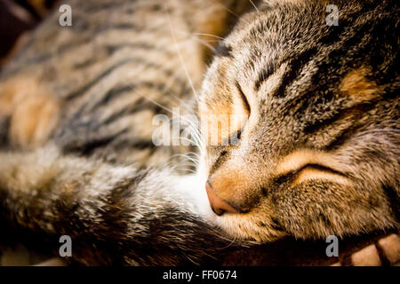 Photo en gros plan de sleeping cat Banque D'Images