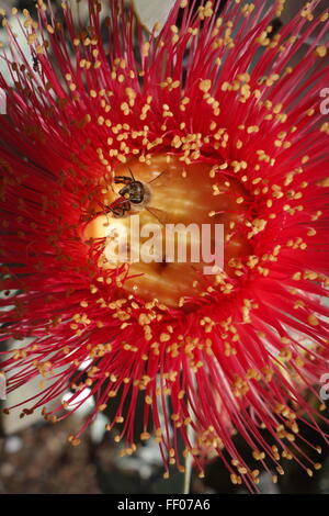 Les feuilles d'abeilles Eucalyptus géant macrophylla fleur. Banque D'Images