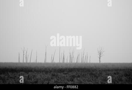 Les arbres morts sur des arbres morts sur Paysage paysage clairsemé Banque D'Images