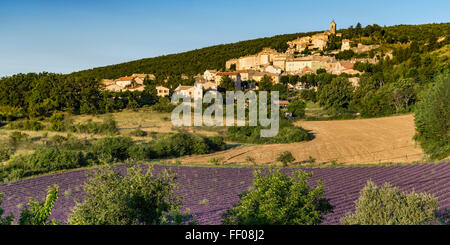 Village de Banon, champ de lavande, Alpes-de-Haute-Provence France Banque D'Images