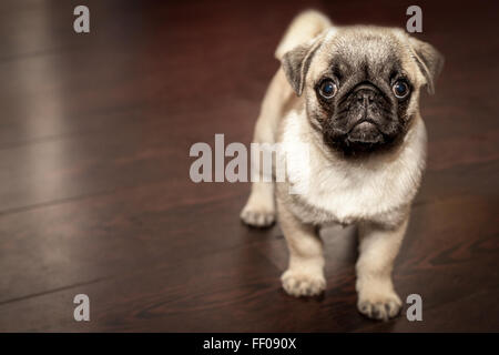 Chiot Pug Carlin chiot Banque D'Images