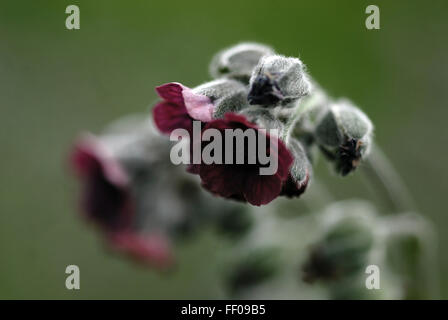 Plante toxique / Cynoglossum officinale / houndstongue Banque D'Images