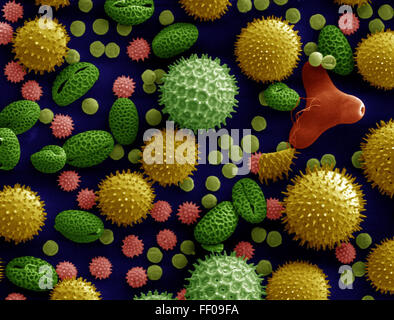 Le pollen d'une variété de plantes communes, colorisées et amplifié 500x Le Pollen d'une variété de plantes communes, colorisées et amplifiés Banque D'Images