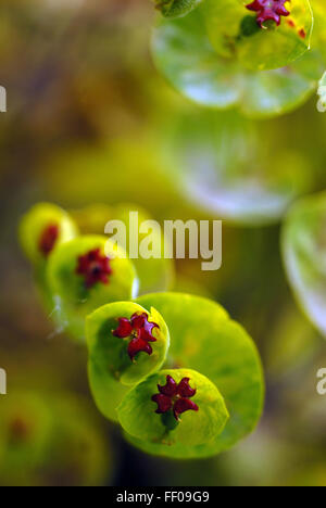 Plante toxique / Euphorbia x martini Banque D'Images