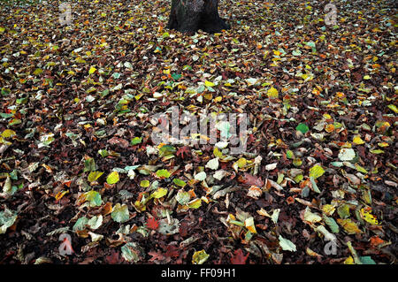 Une couche de feuilles tombées recouvre le sol, créant un tapis riche et texturé de couleurs automnales. Les feuilles varient en taille et en forme, contribuant à un motif naturel et saisonnier. Banque D'Images