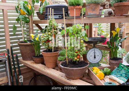 Plants de tomates et de poivrons croissant en serre en pots de terre cuite récipients tomates cultivées poivrons Chelsea Flower show 2015 londres UK Banque D'Images