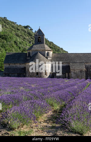 Champ de lavande en face de l'Abbaye de Sénanque, près de Gordes, le Vaucluse, Provence, France Banque D'Images