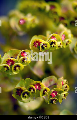 Plante toxique / Euphorbia x martini Banque D'Images