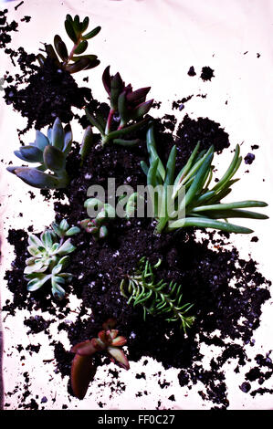 Regarder vers le bas sur les plantes succulentes et les sols sur fond blanc Banque D'Images